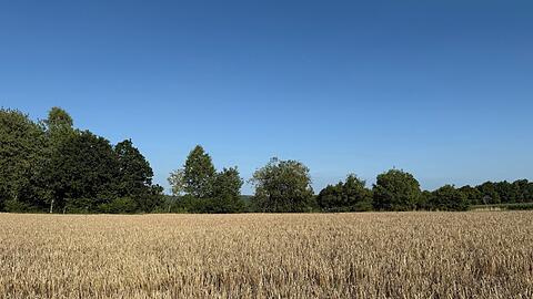 In früheren Jahrzehnten wurde in Bayern deutlich mehr Sommergerste angebaut.