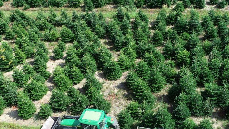 Baumplantage des Betriebes Forst Schneebecke: Auf einer Fläche von 140 Hektar wachsen hier Weihnachtsbäume. Baumplantage des Betriebes Forst Schneebecke: Auf einer Fläche von 140 Hektar wachsen hier Weihnachtsbäume.