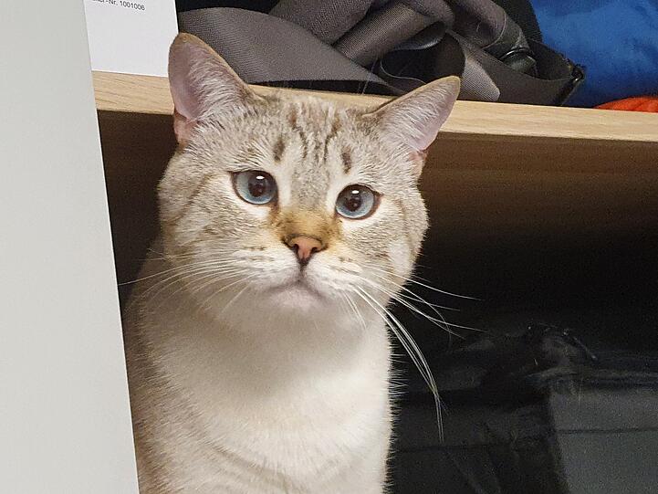 Cäsar