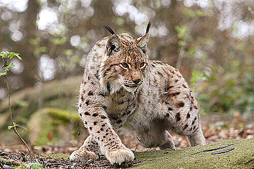 Mit Rindfleisch-Ködern wurde der aus dem Salzburger Zoo entlaufene Luchs &bdquo;Vivious&ldquo; wieder eingefangen. (Symbolbild)