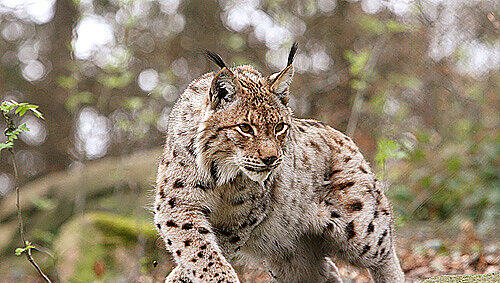 Mit Rindfleisch-Ködern wurde der aus dem Salzburger Zoo entlaufene Luchs „Vivious“ wieder eingefangen. (Symbolbild) Mit Rindfleisch-Ködern wurde der aus dem Salzburger Zoo entlaufene Luchs „Vivious“ wieder eingefangen. (Symbolbild)