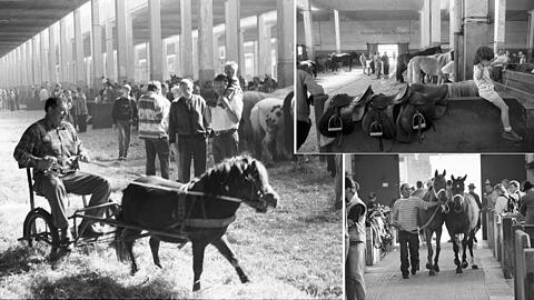 Der Pferdemarkt auf dem Viehhof - eine Attraktion in ganz Deutschland. Diese alten Fotos lassen in Erinnerung schwelgen.