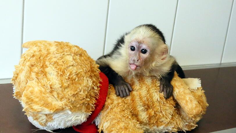 Biebers Affe ist 14 Wochen alt, unglaublich putzig - und derzeit unter Quarantäne. Der Sänger selbst hat sich bislang noch nicht beim Tierheim gemeldet. Wir haben die Gelegenheit genutzt und ein paar Fotos geschossen - zum Durchklicken!