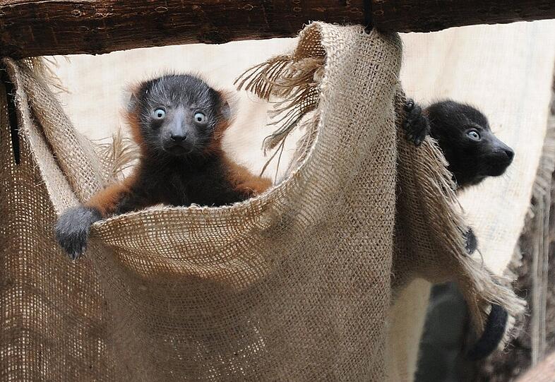 Auch die Nachbarn der Kattas, die Roten Varis, haben jetzt ein Zwillingsprächen. Hier passt der Vater ganz genau auf seine Famile auf. Die Bilder...