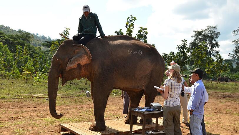 Hier wird in Myanmar ein Elefant gewogen. Hier wird in Myanmar ein Elefant gewogen.