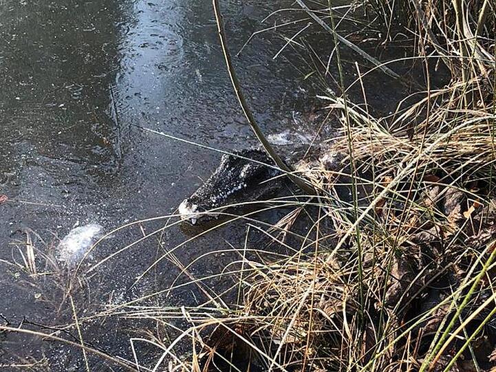 Ein Krokodilkopf aus Plastik ist in einem Tümpel vom Kelheimer Frauenforst zu sehen. Foto: Polizei Niederbayern/Polizei/dpa