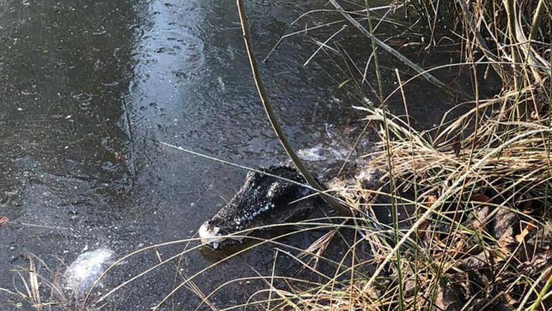 Ein Krokodilkopf aus Plastik ist in einem Tümpel vom Kelheimer Frauenforst zu sehen. Foto: Polizei Niederbayern/Polizei/dpa Ein Krokodilkopf aus Plastik ist in einem Tümpel vom Kelheimer Frauenforst zu sehen. Foto: Polizei Niederbayern/Polizei/dpa