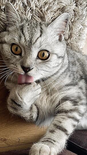 Simba