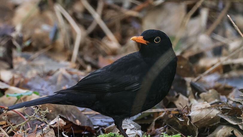 Auch Vogel picken kleine Löcher in den Rasen, um nach Würmern und Insekten zu suchen (Archivbild). Auch Vogel picken kleine Löcher in den Rasen, um nach Würmern und Insekten zu suchen (Archivbild).