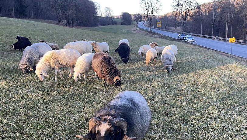 Bis zum Eintreffen des Eigent&uuml;mers k&uuml;mmerte sich die Polizei um die Tiere.