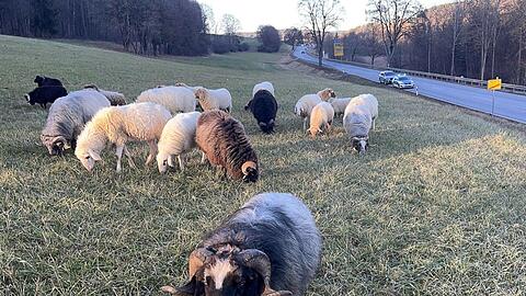 Bis zum Eintreffen des Eigent&uuml;mers k&uuml;mmerte sich die Polizei um die Tiere.