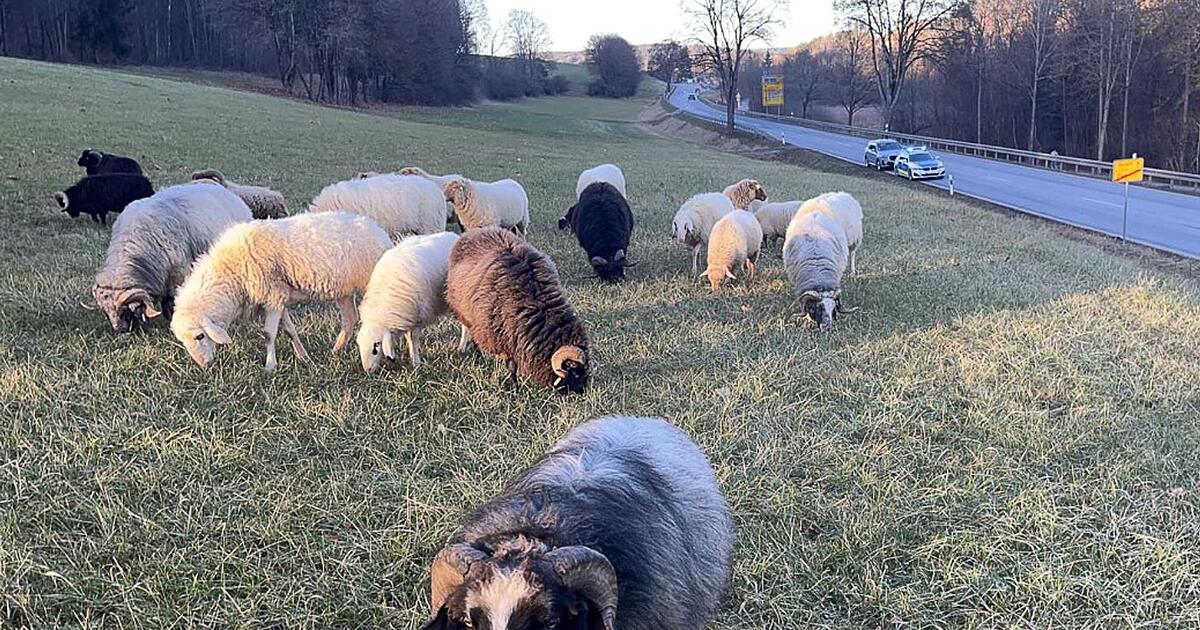 Schafe-auf-Abwegen-Polizei-greift-zum-Besen