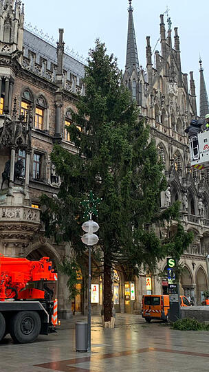 Da steht er: Der Christbaum am Marienplatz ist aufgestellt.