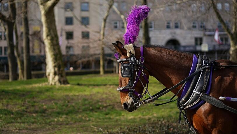 Eines der Tiere, das im Central Park eine der Pferdekutschen ziehen muss. Eines der Tiere, das im Central Park eine der Pferdekutschen ziehen muss.