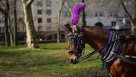 Eines der Tiere, das im Central Park eine der Pferdekutschen ziehen muss.