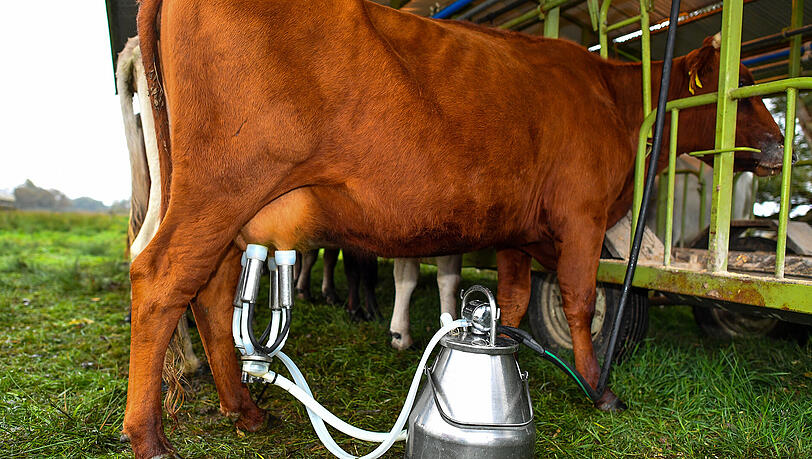 Mit einer mobilen Melkanlage wird eine Kuh auf einer Weide gemolken. Bundesagrarminister Schmidt hat einfache und übersichtliche EU-Regeln für Bioprodukte angemahnt. Mit einer mobilen Melkanlage wird eine Kuh auf einer Weide gemolken. Bundesagrarminister Schmidt hat einfache und übersichtliche EU-Regeln für Bioprodukte angemahnt.