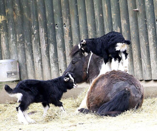 Das Pony ist geduldig und lässt die zwei kleinen Girgentana-Ziegen auf seinem Rücken spielen.