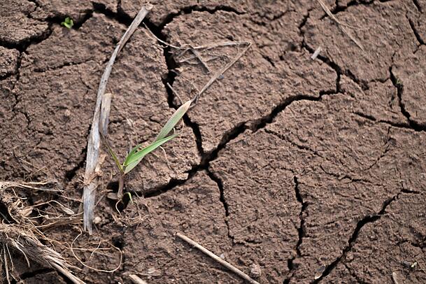 Auf vielen landwirtschaftlichen Flächen in Bayern ist derzeit der Ertrag in Gefahr, weil Hitze und Trockenheit Schäden verursachen. (Archivbild) Auf vielen landwirtschaftlichen Flächen in Bayern ist derzeit der Ertrag in Gefahr, weil Hitze und Trockenheit Schäden verursachen. (Archivbild)
