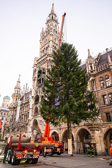 Feuerwehrleute stellen mit Hilfe eines Krans den Weihnachtsbaum auf dem Marienplatz auf.