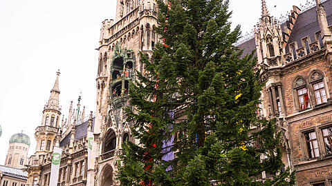 Feuerwehrleute stellen mit Hilfe eines Krans den Weihnachtsbaum auf dem Marienplatz auf.