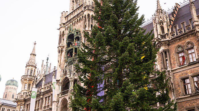 Feuerwehrleute stellen mit Hilfe eines Krans den Weihnachtsbaum auf dem Marienplatz auf.
