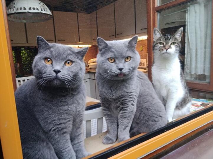 Max und Moritz und Mucki