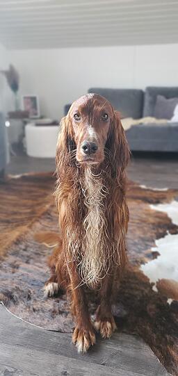 Cooper