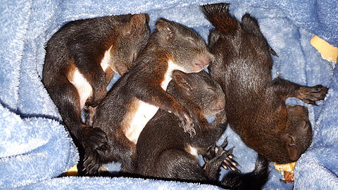 Warm eingemummelt kuscheln sich die verwaisten Eichhörnchen-Babys aneinander.