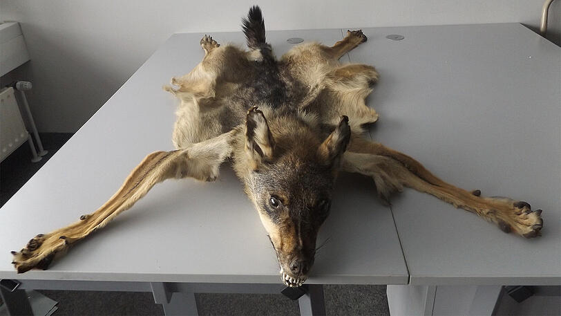 Fell plus Schädel: der Fluggast hatte ein sogenanntes Ganzpräparat eines Wolfs im Gepäck.