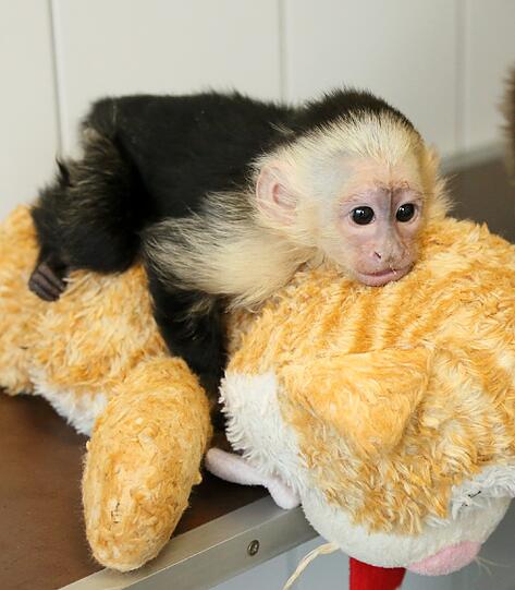 So süß: Der Affe "Mally" von Justin Bieber wartet im Tierheim