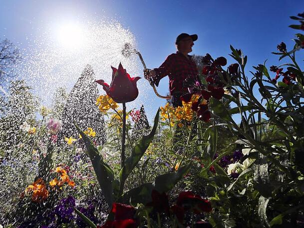 Wann und wie gegossen wird, macht im Garten einen großen Unterschied Wann und wie gegossen wird, macht im Garten einen großen Unterschied