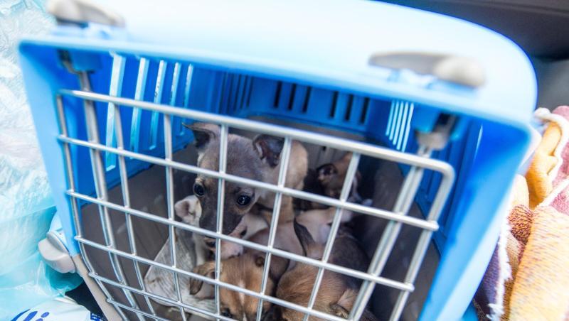 Fünf Welpen sitzen in einem Käfig in einem von Schleierfahndern angehaltenen Fahrzeug. Foto: Armin Weigel/Archivbild Fünf Welpen sitzen in einem Käfig in einem von Schleierfahndern angehaltenen Fahrzeug. Foto: Armin Weigel/Archivbild