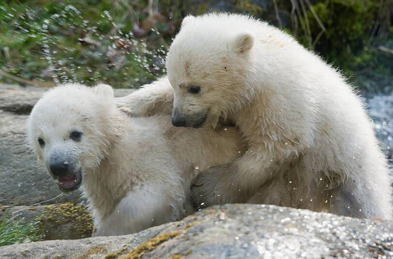 Zwei Jahre lang waren die Eisbären-Zwillinge der Publikumsmagnet im Tierpark. Hier einige Archivbilder.