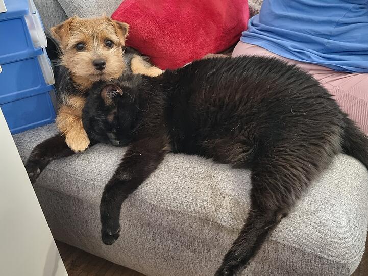Norfolk-Terrier-Hündinn Jule und Eurpäisch-Kurzhaar-Kater Onyx