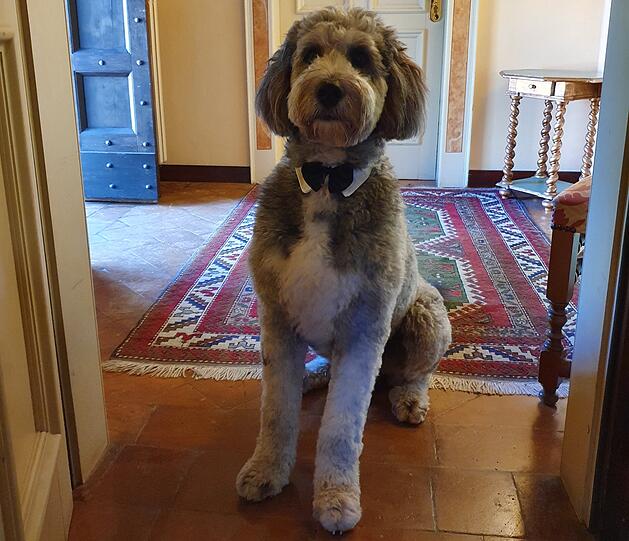 Murphy ist fast 5 Jahre alt und immer noch voller Energie! Er ist eine sehr treue Seele, die von jedem sofort ins Herz geschlossen wird. Wahnsinnig gerne spielt er Fußball oder besucht die Ballettstunden von meiner Frau und kuschelt mit den Kindern. Murphy kleidet sich auch gerne elegant.