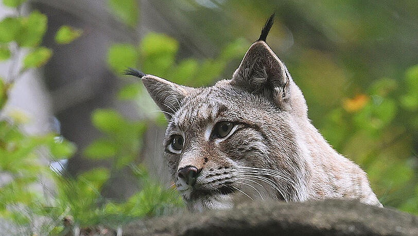 Luchse sind streng geschützt, werden aber immer wieder gewildert. (Archivbild) Luchse sind streng geschützt, werden aber immer wieder gewildert. (Archivbild)