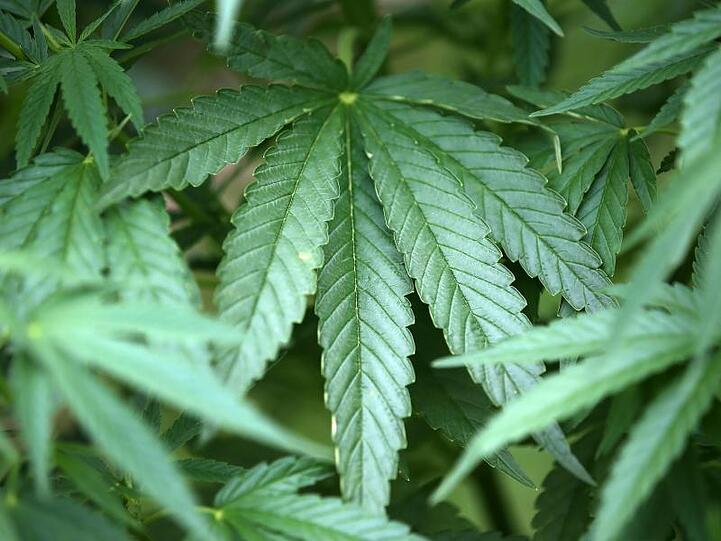 Vor allem Südafrika will mit seinen Nachbarstaaten Lesotho und Simbabwe den afrikanischen Kontinent auf den globalen Markt für medizinisch genutztes Cannabis führen.