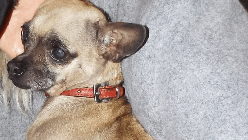 Eine Chihuahua-Hündin namens "Bella" konnte ihrer Besitzerin von der Bundespolizei zurückgegeben werden. (Symbolbild)