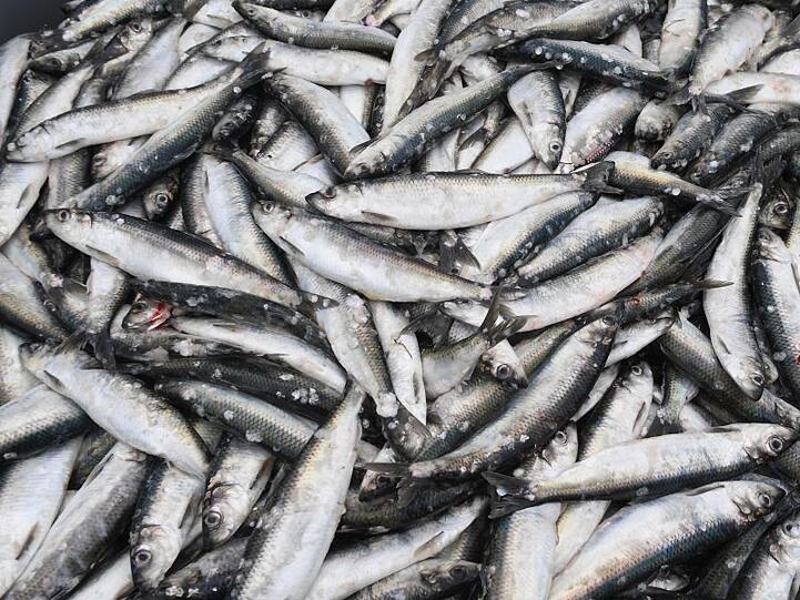 Der Fischkonsum in Deutschland liegt weit unter dem EU-Durchschnitt.