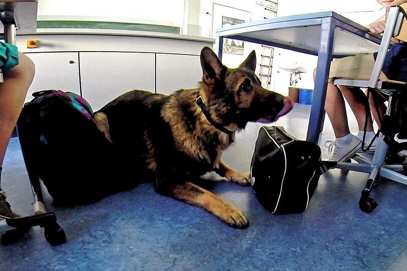Sprengstoffspürhund "Herkules" im Klassenzimmer der 7. Klasse an der Marieluise-Fleißer-Realschule.