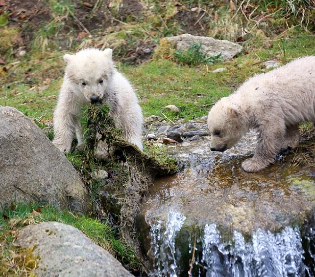 Die Eisbärenbabys begeistern die Besucher vom Tierpark Hellabrunn.