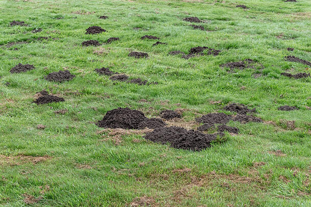 Albtraum für jeden Gärtner: zahlreiche Erdhügel im Rasen.