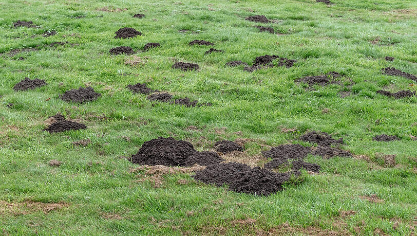 Albtraum für jeden Gärtner: zahlreiche Erdhügel im Rasen. Albtraum für jeden Gärtner: zahlreiche Erdhügel im Rasen.