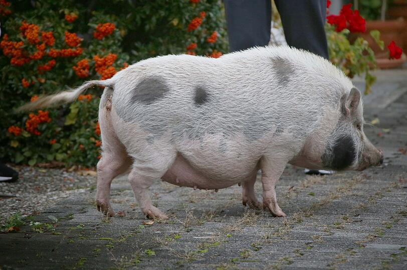 "Sissi" on Tour - die Bilder der Entdeckungsreise von Bayerns (spätestens jetzt) berühmtesten Hausschwein.