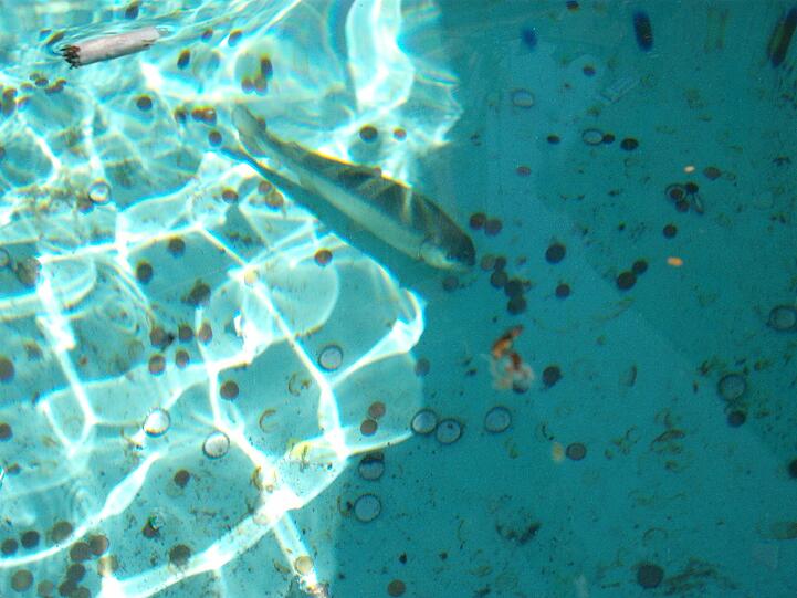 Im Fischbrunnen am Marienplatz: Eine Forelle ist hier von einem Unbekannten ausgesetzt worden.