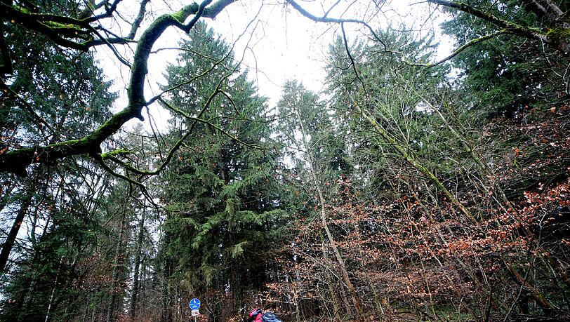 Der Wald ist ein beliebtes Ausflugsziel. Mit dem Rad... Der Wald ist ein beliebtes Ausflugsziel. Mit dem Rad...