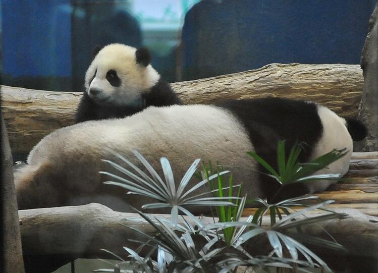 Zum ersten Mal vor Publikum: Die kleine "Yuan Zai" turnt durch das Gehege.