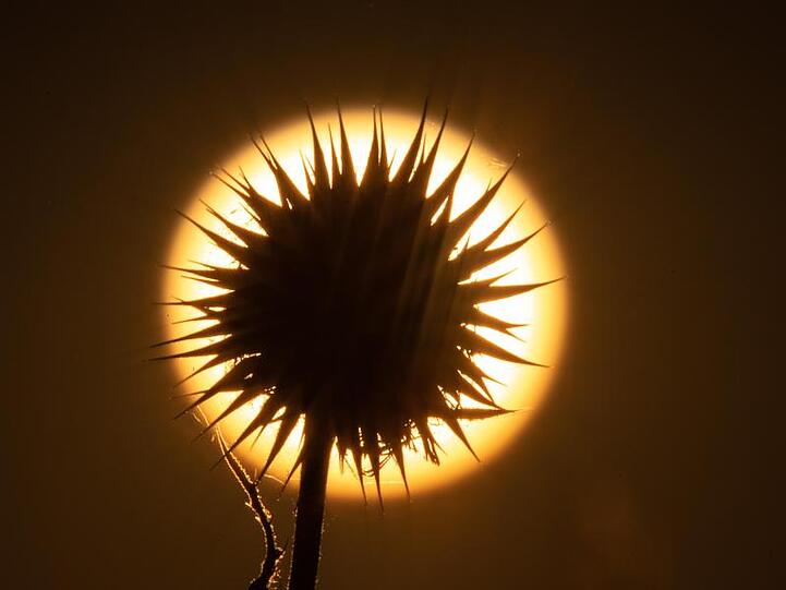 Die Sonne geht hinter einer Distel auf. In vielen Teilen Deutschlands sorgt der Feuerball für richtig heißes Wetter.