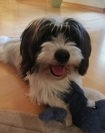 Murphy