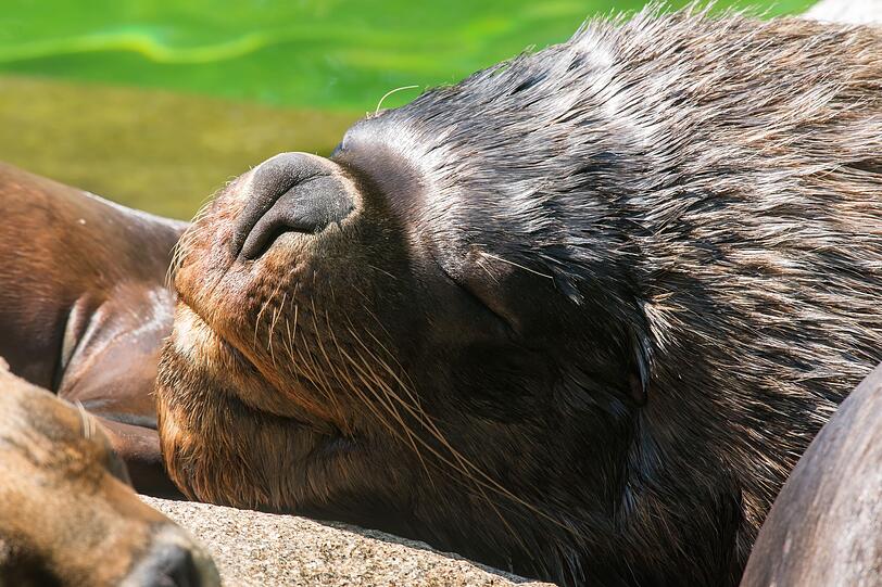 Zuletzt lebten bei den M&auml;hnenrobben nur noch ein M&auml;nnchen und ein Weibchen im M&uuml;nchner Tierpark. (Archivbild)